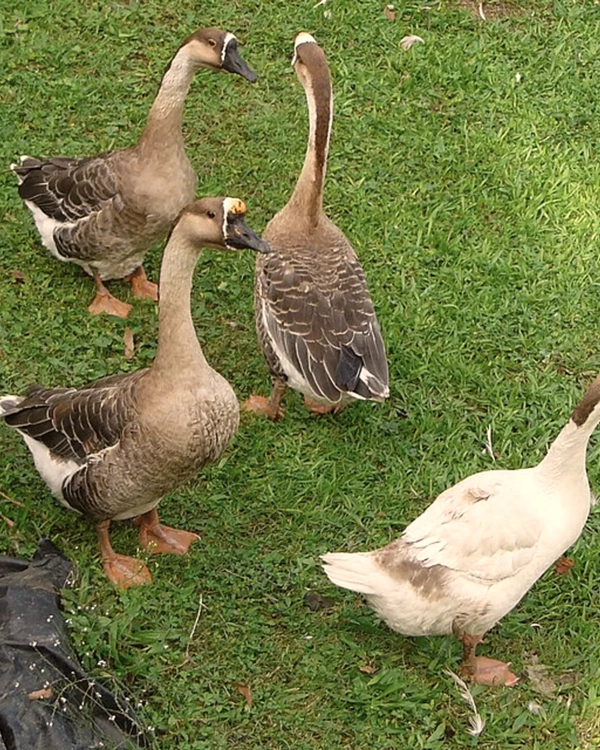 Quatre oies grises et blanches debout dans l'herbe de la ferme.